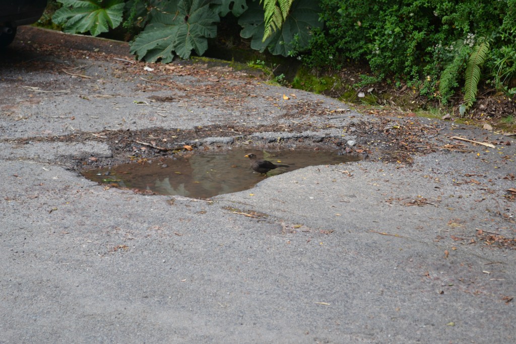 Foto: Pajaros - Volcán Poás (Alajuela), Costa Rica