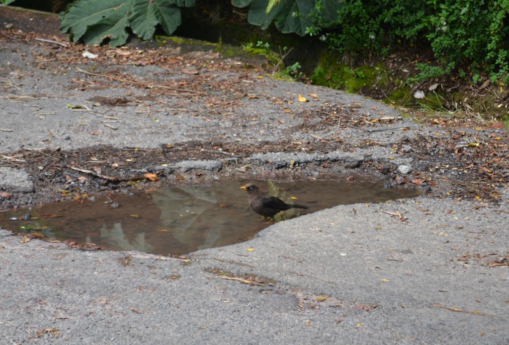 Foto: Pajaros - Volcán Poás (Alajuela), Costa Rica