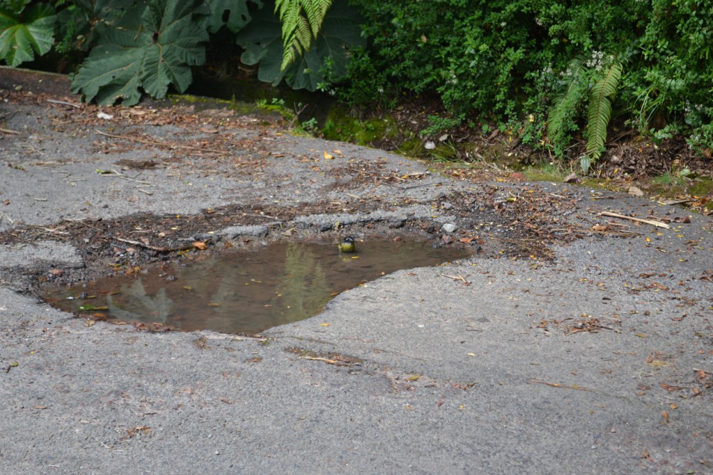 Foto: Pajaros - Volcán Poás (Alajuela), Costa Rica