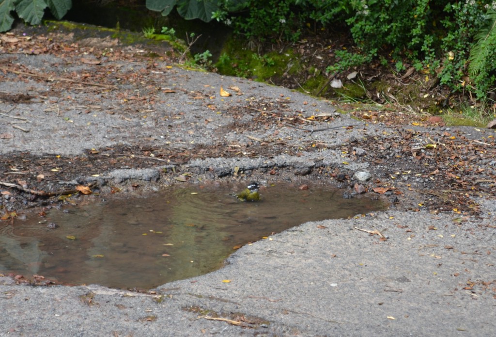Foto: Pajaros - Volcán Poás (Alajuela), Costa Rica