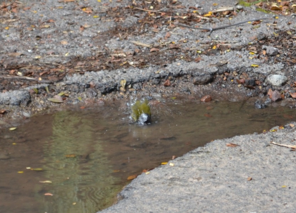 Foto: Pajaros - Volcán Poás (Alajuela), Costa Rica