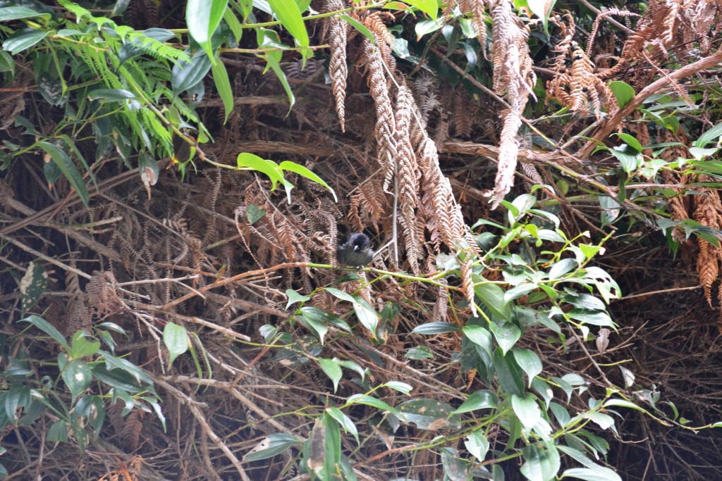 Foto: Pajaros - Volcán Poás (Alajuela), Costa Rica