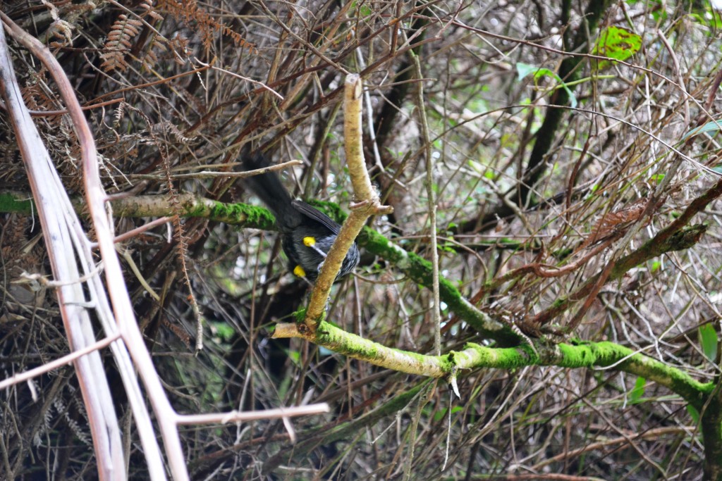 Foto: Pajaros - Volcán Poás (Alajuela), Costa Rica