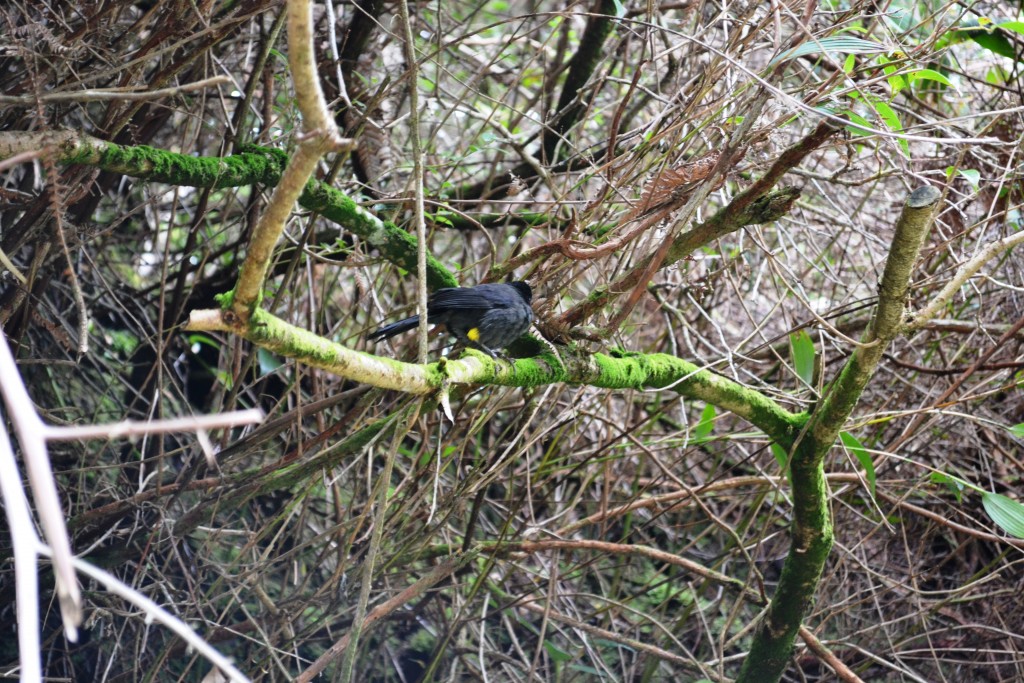 Foto: Pajaros - Volcán Poás (Alajuela), Costa Rica