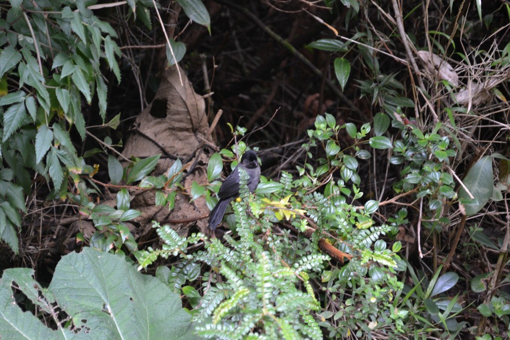 Foto: Pajaros - Volcán Poás (Alajuela), Costa Rica