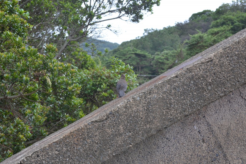 Foto: Pajaros - Volcán Poás (Alajuela), Costa Rica