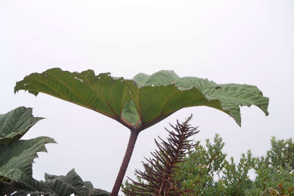 Foto: Volcán - Volcán Poás (Alajuela), Costa Rica