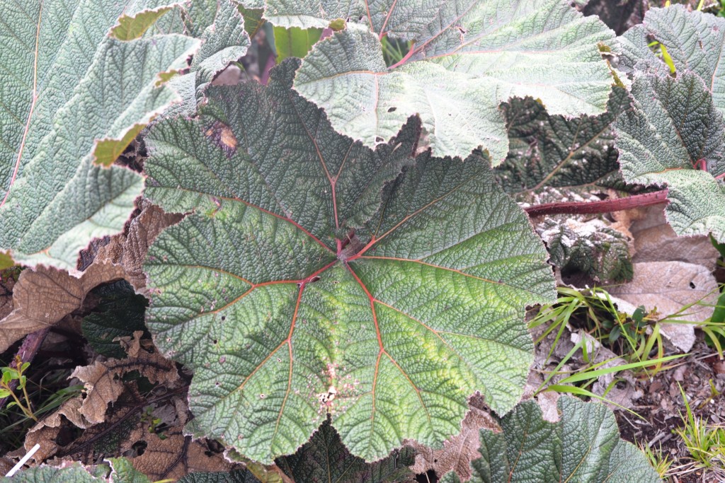 Foto: Volcán - Volcán Poás (Alajuela), Costa Rica