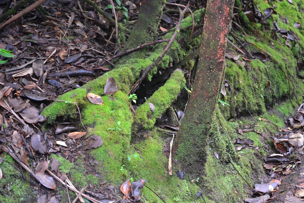 Foto: Volcán - Volcán Poás (Alajuela), Costa Rica