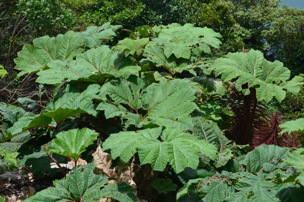 Foto: Volcán - Volcán Poás (Alajuela), Costa Rica