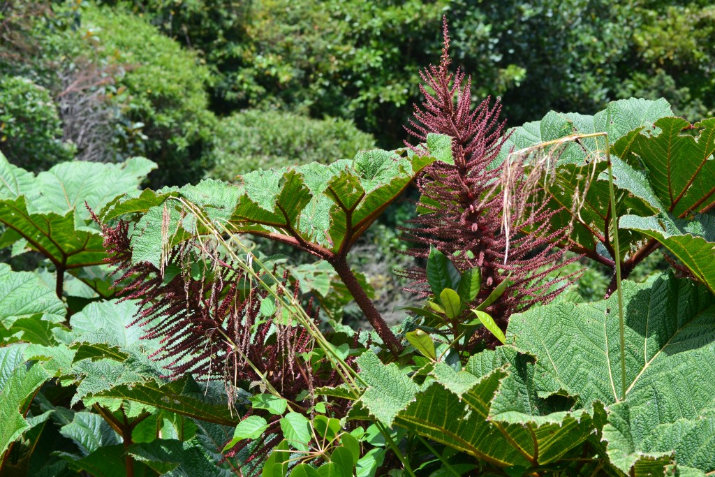Foto: Volcán - Volcán Poás (Alajuela), Costa Rica