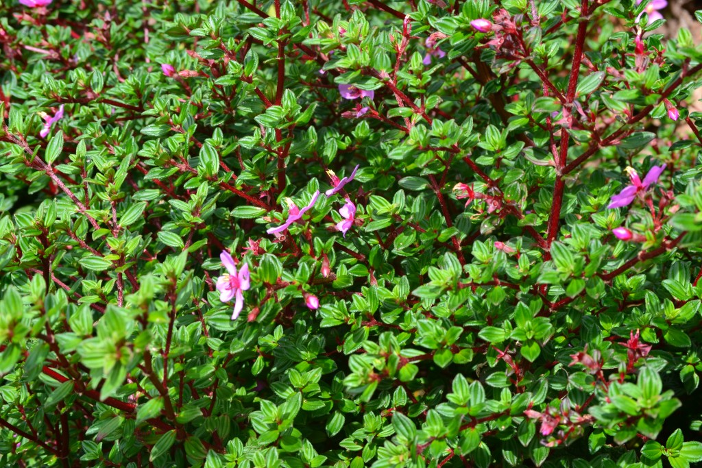 Foto: Volcán - Volcán Poás (Alajuela), Costa Rica