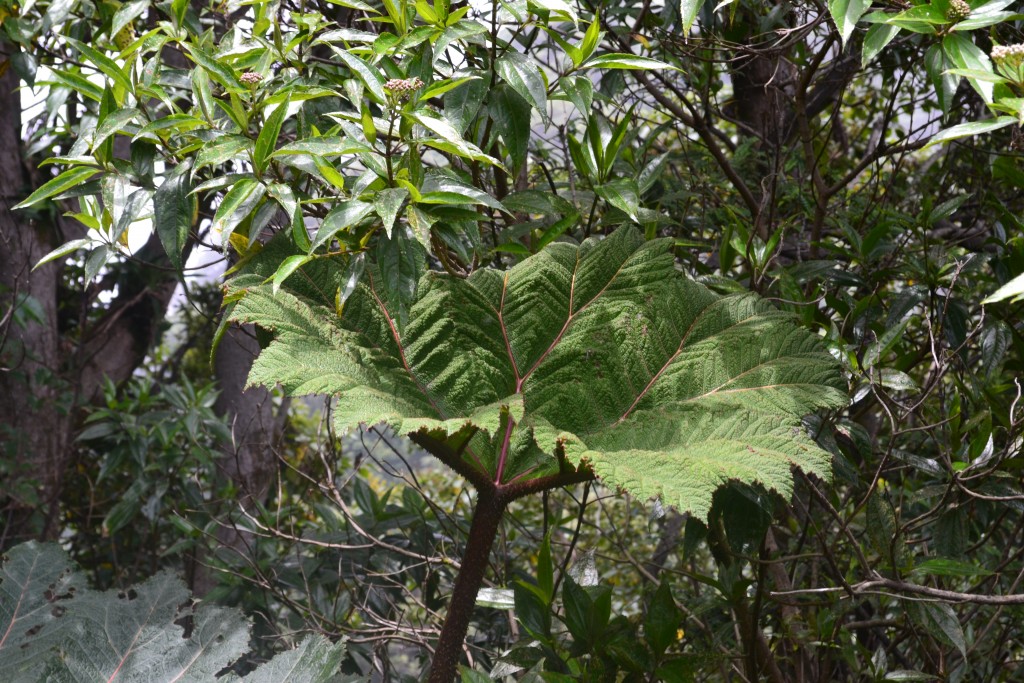 Foto: Volcán - Volcán Poás (Alajuela), Costa Rica