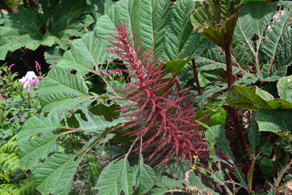 Foto: Volcán - Volcán Poás (Alajuela), Costa Rica