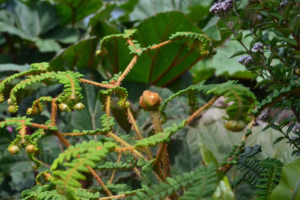 Foto: Volcán - Volcán Poás (Alajuela), Costa Rica