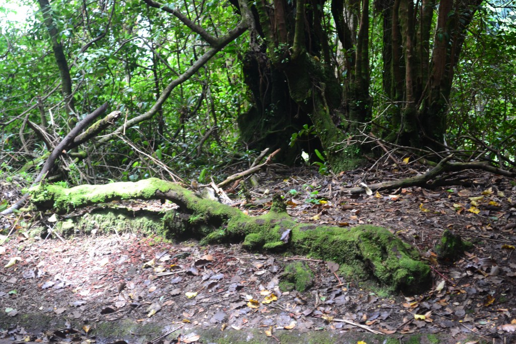 Foto: Volcán - Volcán Poás (Alajuela), Costa Rica