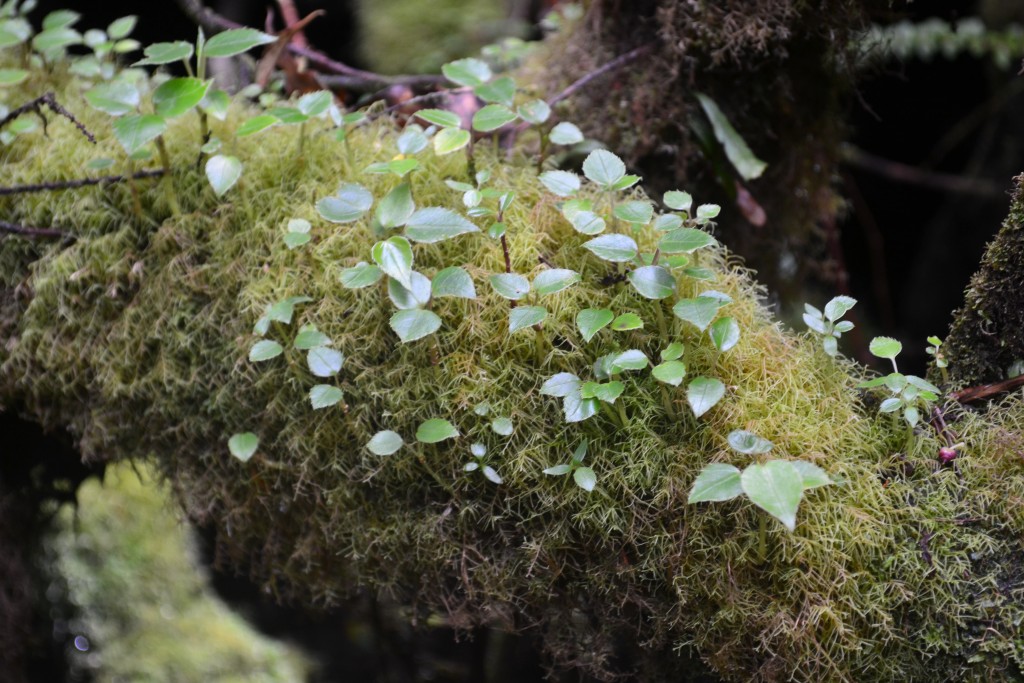 Foto: Volcán - Volcán Poás (Alajuela), Costa Rica