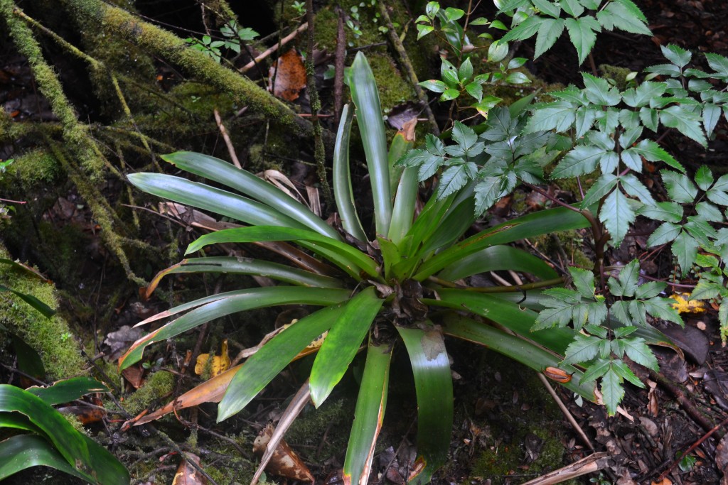 Foto: Volcán - Volcán Poás (Alajuela), Costa Rica