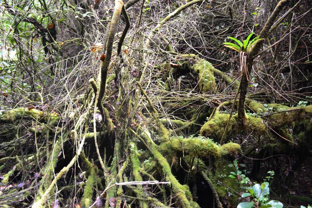 Foto: Volcán - Volcán Poás (Alajuela), Costa Rica