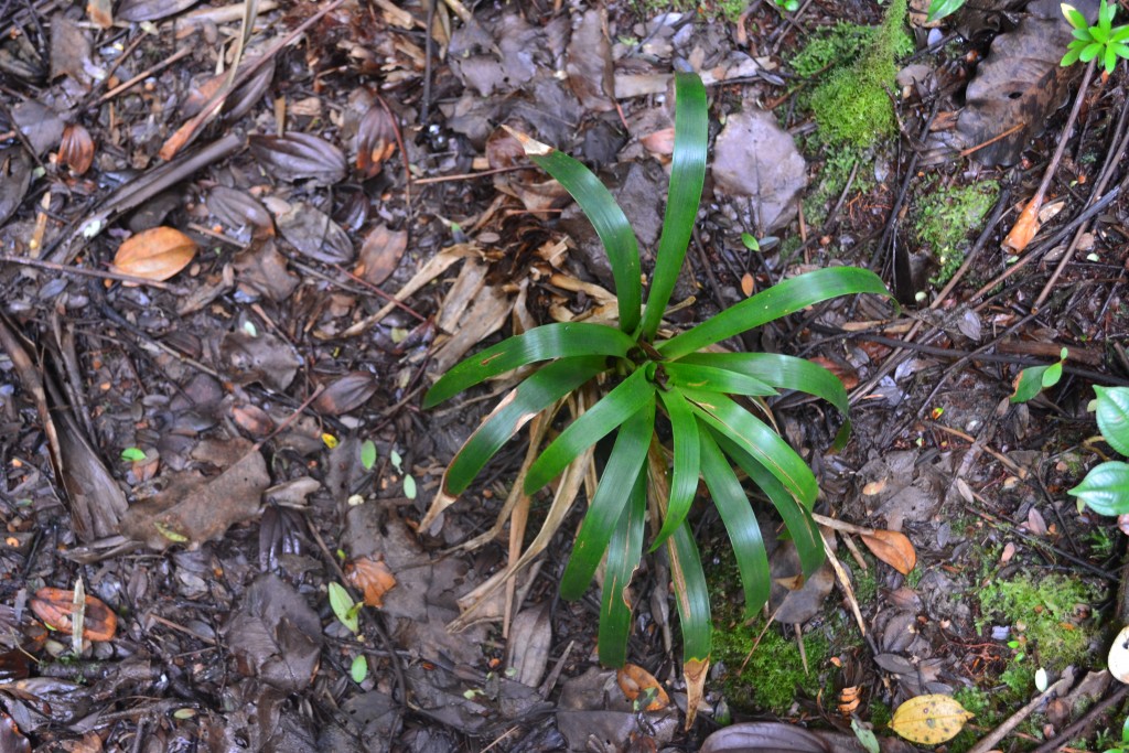 Foto: Volcán - Volcán Poás (Alajuela), Costa Rica