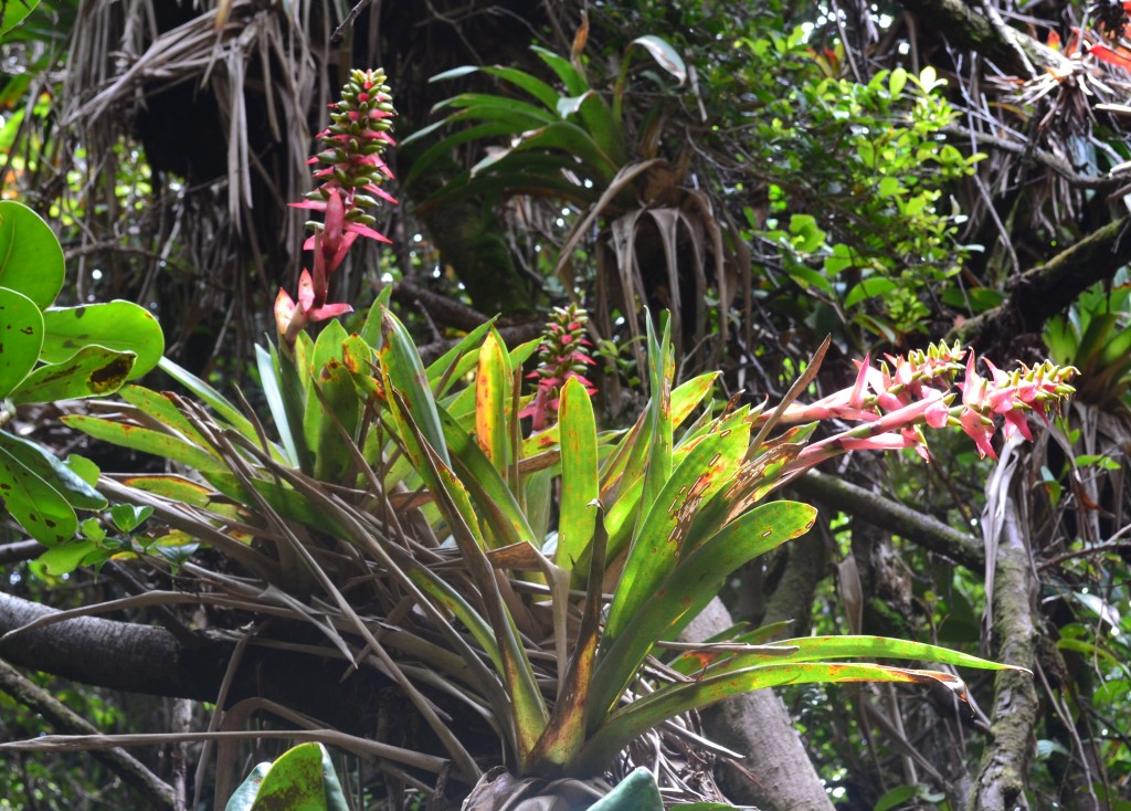 Foto: Volcán - Volcán Poás (Alajuela), Costa Rica