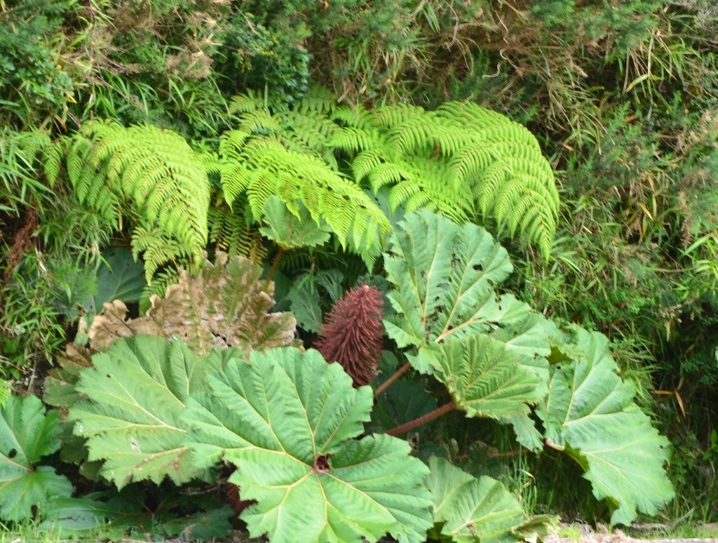 Foto: Poás - Volán Póas (Alajuela), Costa Rica