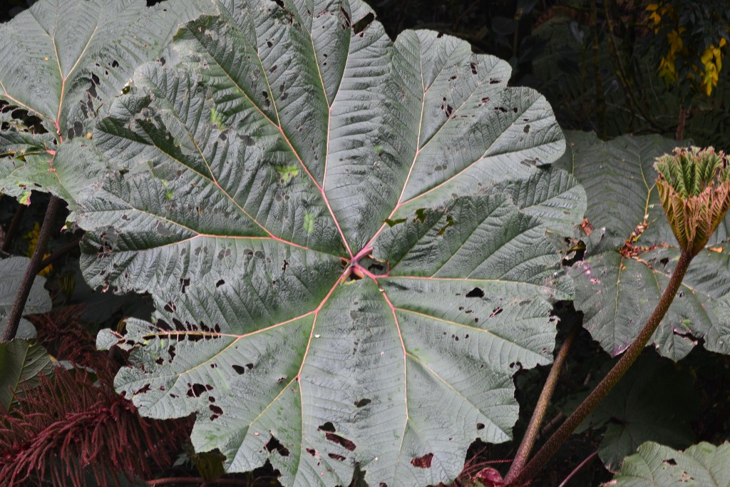 Foto: Poás - Volán Póas (Alajuela), Costa Rica