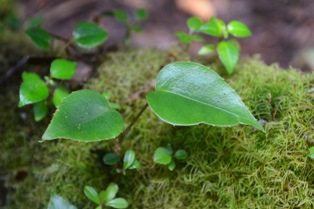 Foto: Poás - Volán Póas (Alajuela), Costa Rica