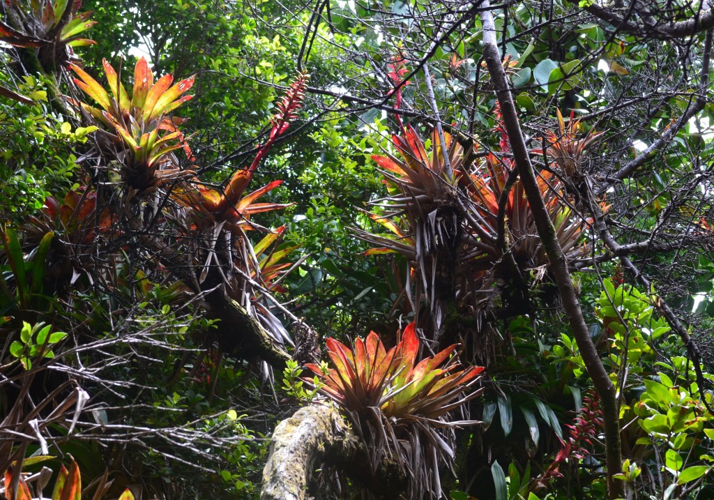 Foto: Poás - Volán Póas (Alajuela), Costa Rica