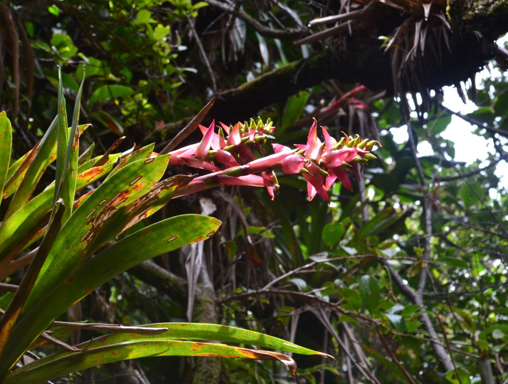 Foto: Poás - Volán Póas (Alajuela), Costa Rica