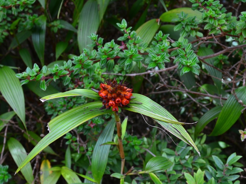 Foto: Poás - Volán Póas (Alajuela), Costa Rica