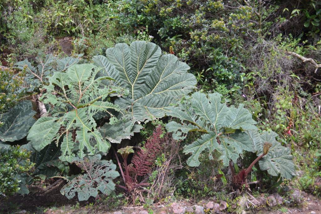 Foto: Volán Póas - Volán Póas (Alajuela), Costa Rica