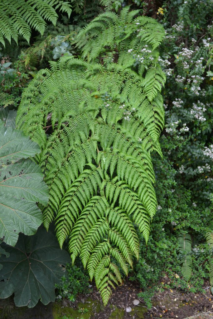 Foto: Volán Póas - Volán Póas (Alajuela), Costa Rica