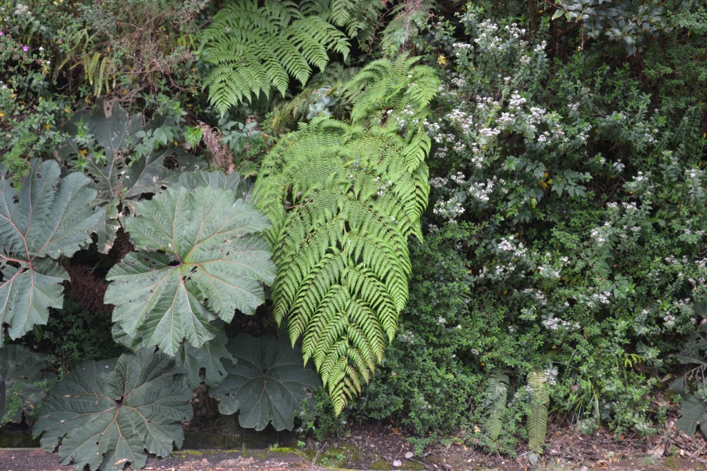 Foto: Volán Póas - Volán Póas (Alajuela), Costa Rica