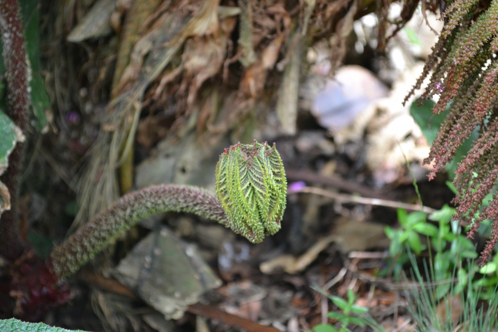 Foto: Volán Póas - Volán Póas (Alajuela), Costa Rica
