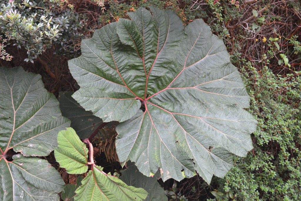 Foto: Volán Póas - Volán Póas (Alajuela), Costa Rica