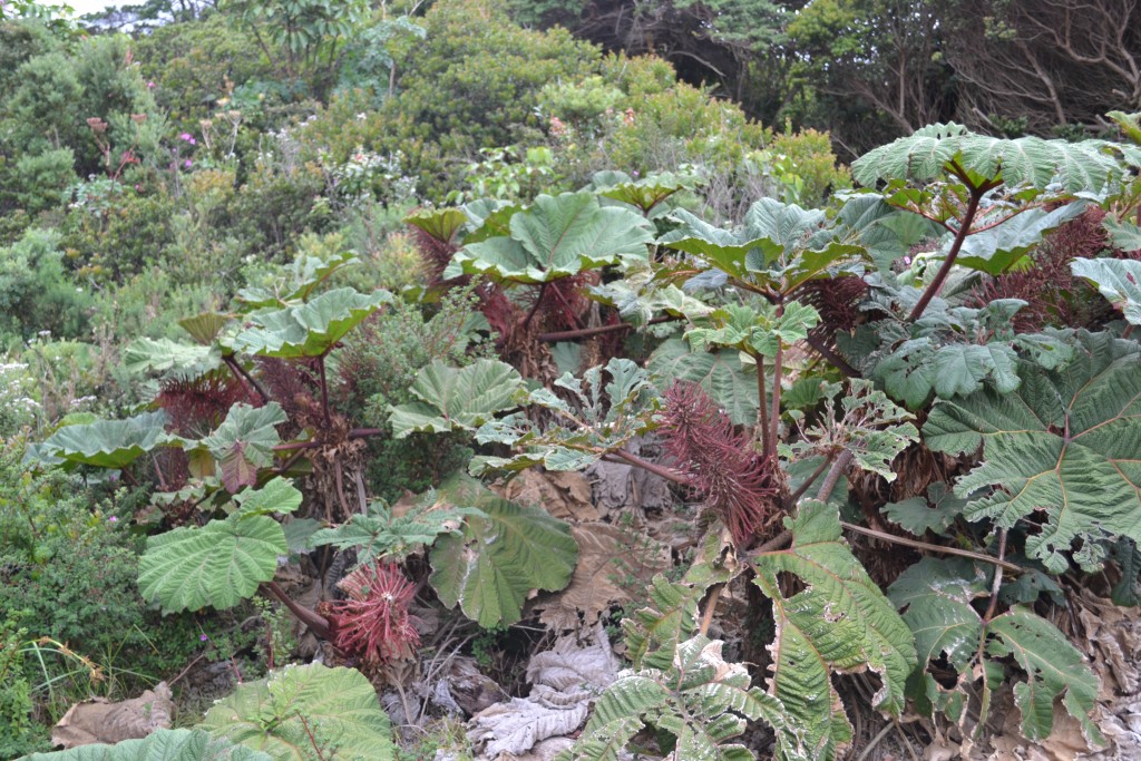Foto: Volán Póas - Volán Póas (Alajuela), Costa Rica