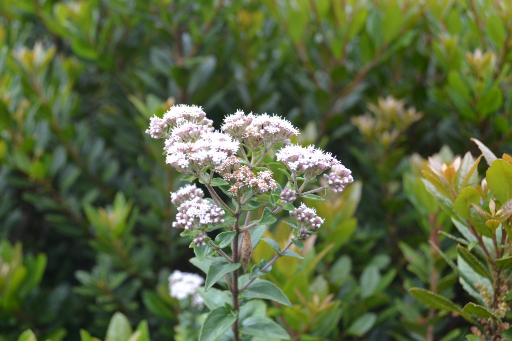 Foto: Volán Póas - Volán Póas (Alajuela), Costa Rica