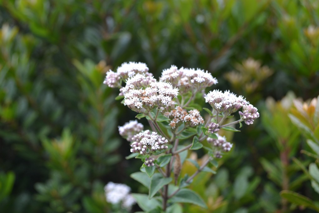 Foto: Volán Póas - Volán Póas (Alajuela), Costa Rica