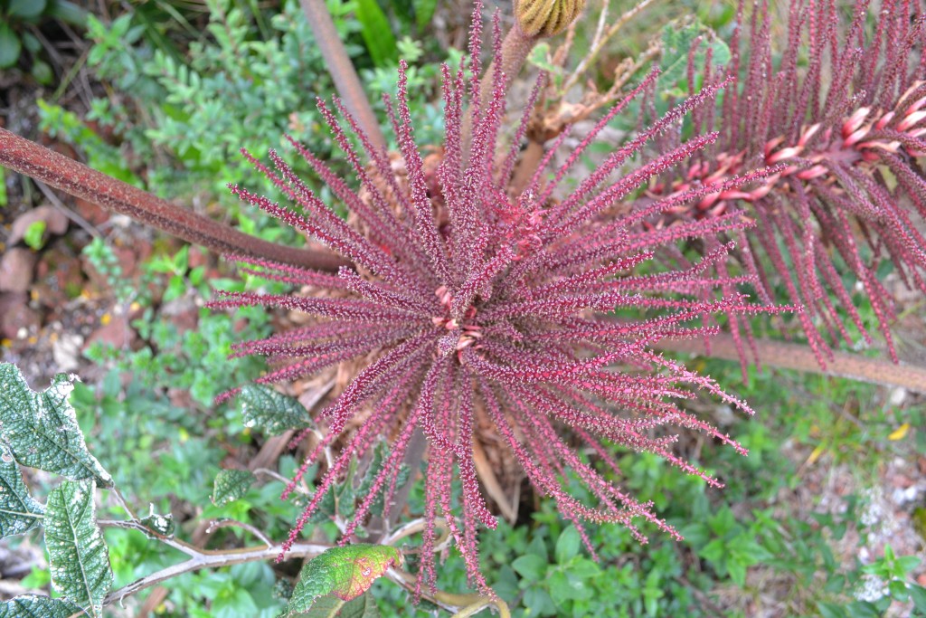 Foto: Volán Póas - Volán Póas (Alajuela), Costa Rica