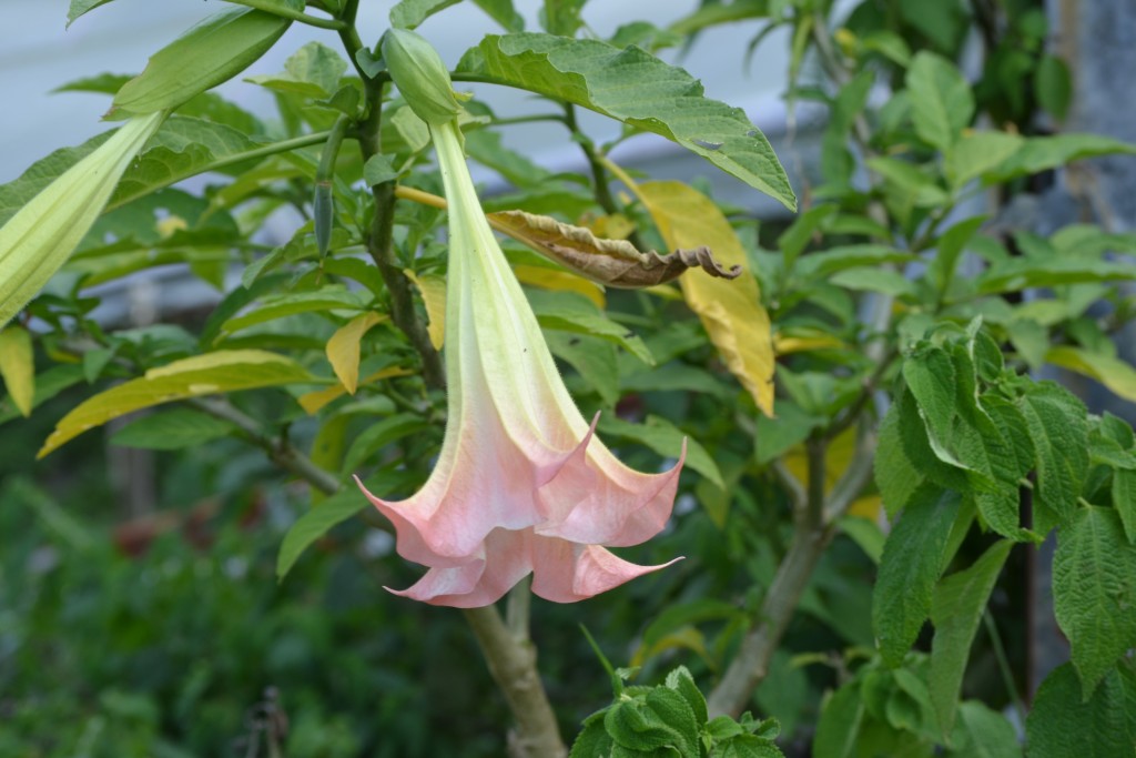 Foto: Volán Póas - Volán Póas (Alajuela), Costa Rica