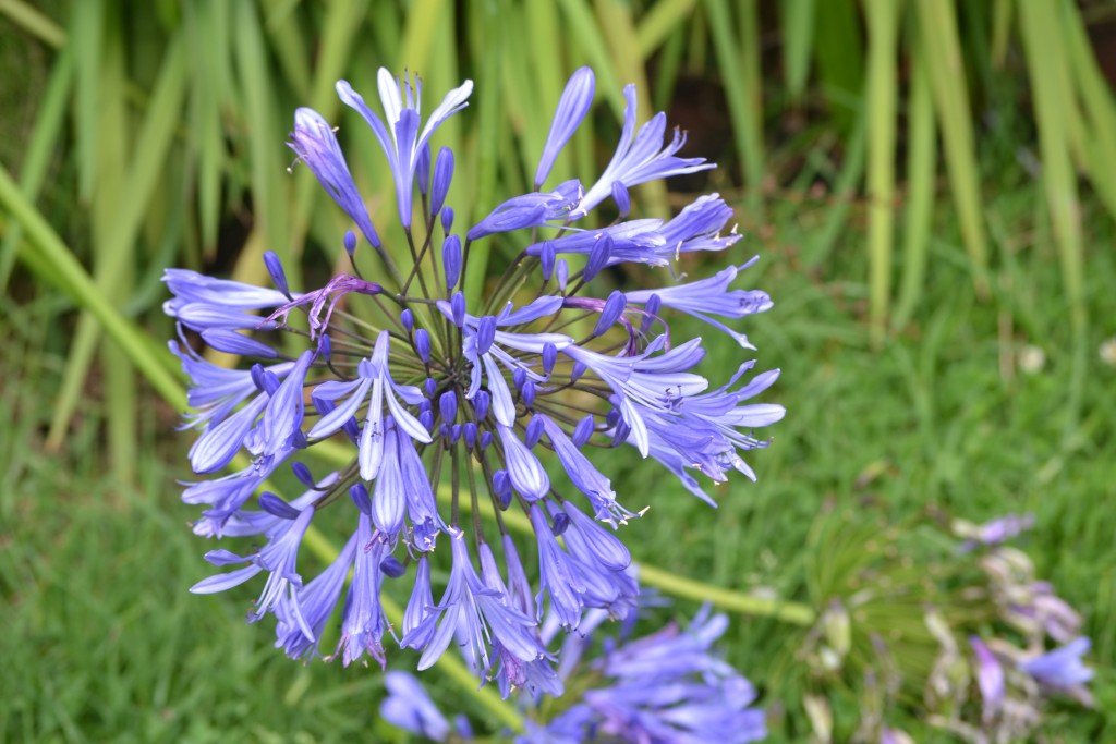 Foto: Volán Póas - Volán Póas (Alajuela), Costa Rica