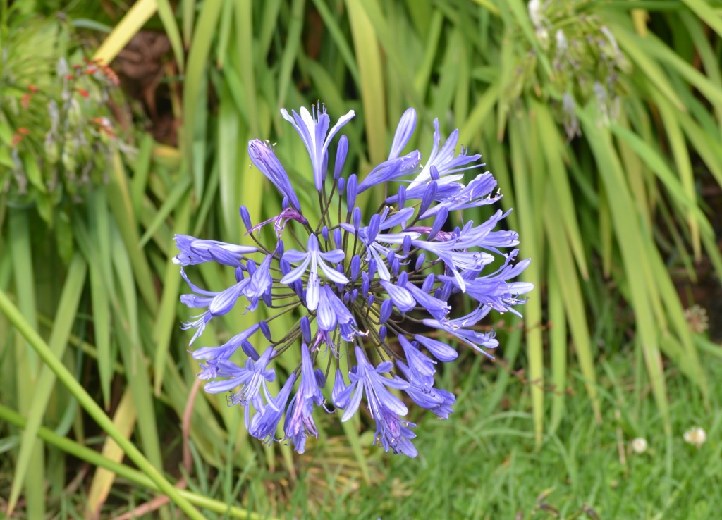 Foto: Volán Póas - Volán Póas (Alajuela), Costa Rica