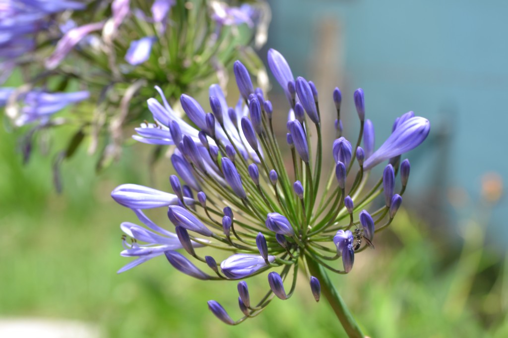 Foto: Volán Póas - Volán Póas (Alajuela), Costa Rica