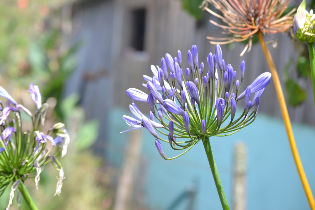 Foto: Volán Póas - Volán Póas (Alajuela), Costa Rica