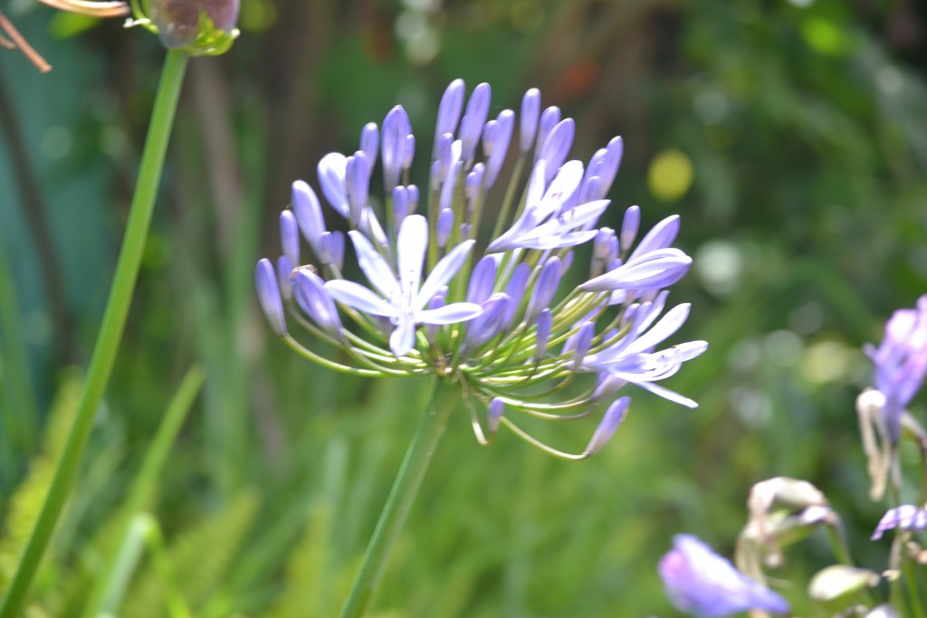 Foto: Volán Póas - Volán Póas (Alajuela), Costa Rica