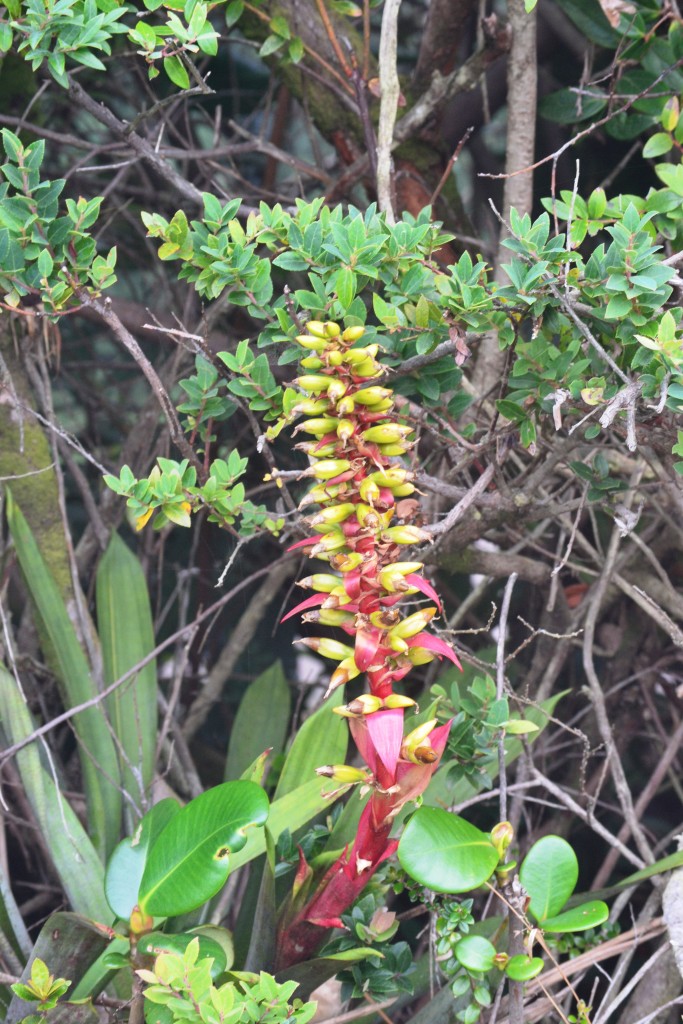 Foto: Volán Póas - Volán Póas (Alajuela), Costa Rica