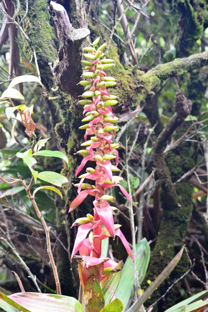 Foto: Volán Póas - Volán Póas (Alajuela), Costa Rica