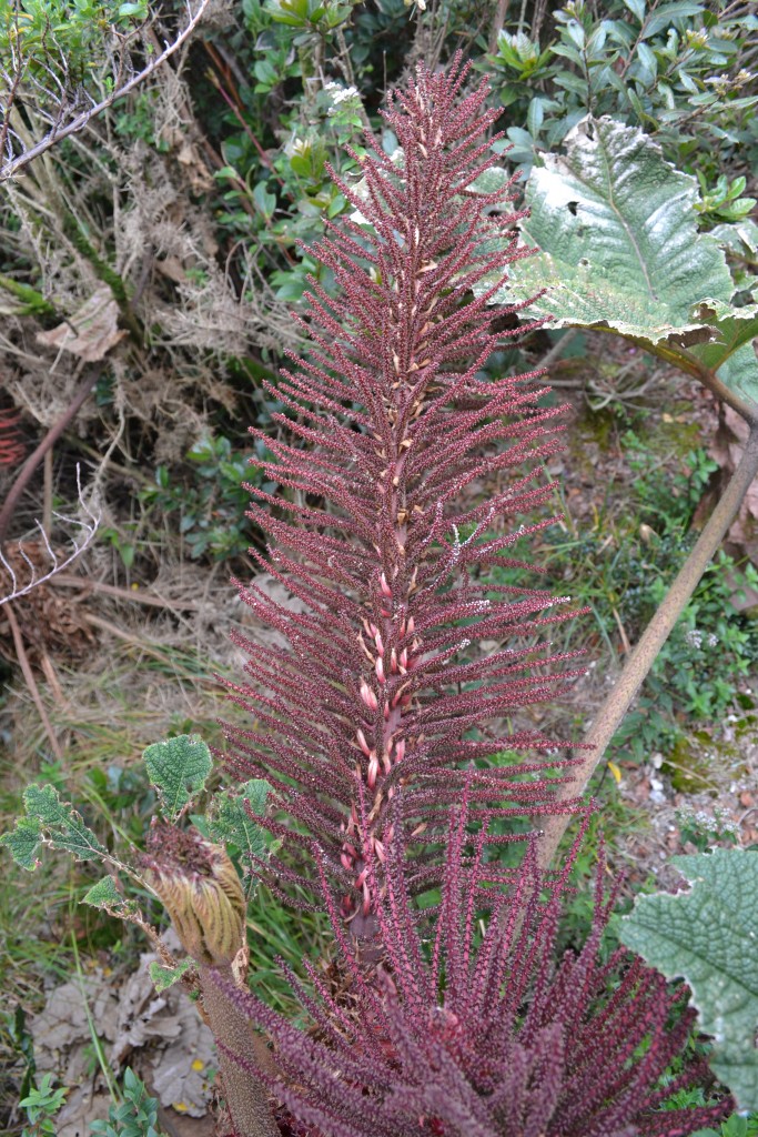 Foto: Volán Póas - Volán Póas (Alajuela), Costa Rica