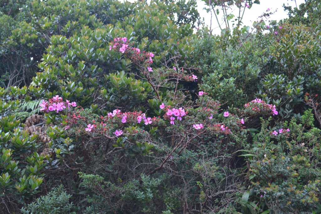 Foto: Volán Póas - Volán Póas (Alajuela), Costa Rica